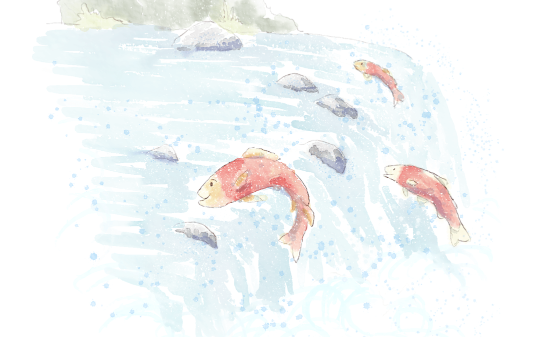 The great salmon run