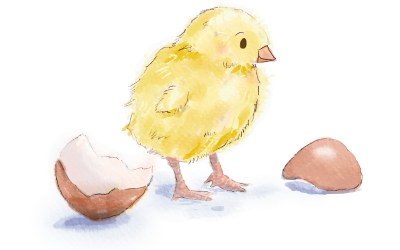 How chicks are born: from egg to peeping fluff